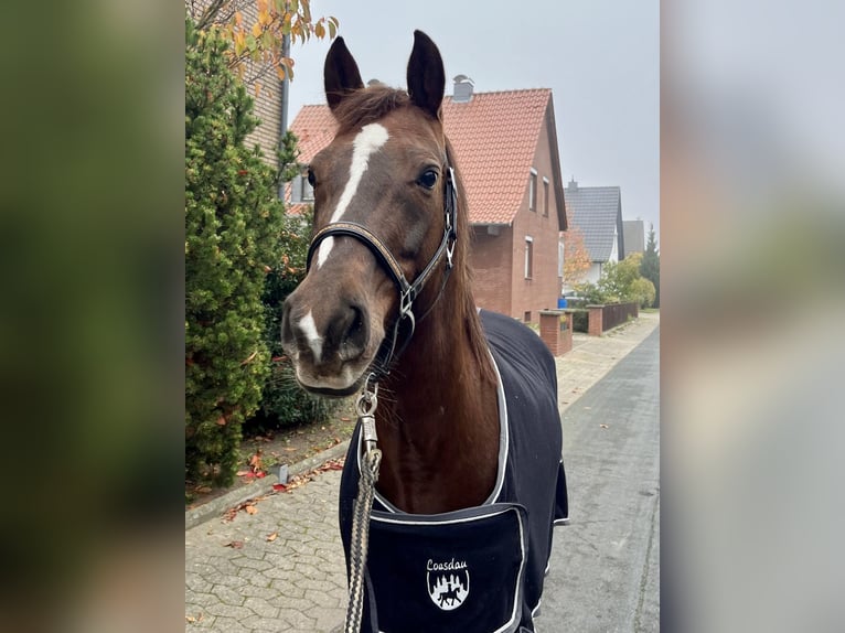 Niemiecki kuc wierzchowy Klacz 10 lat 144 cm Ciemnokasztanowata in Wendeburg