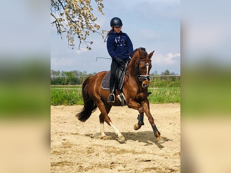 Niemiecki kuc wierzchowy Klacz 10 lat 144 cm Ciemnokasztanowata in Wendeburg