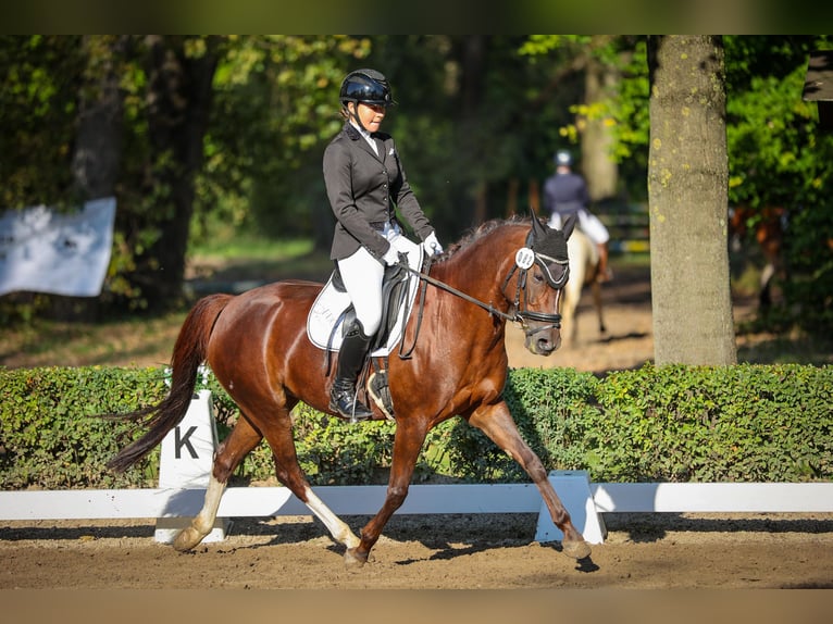 Niemiecki kuc wierzchowy Klacz 10 lat 144 cm Ciemnokasztanowata in Wendeburg