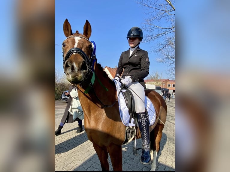 Niemiecki kuc wierzchowy Klacz 10 lat 144 cm Ciemnokasztanowata in Wendeburg