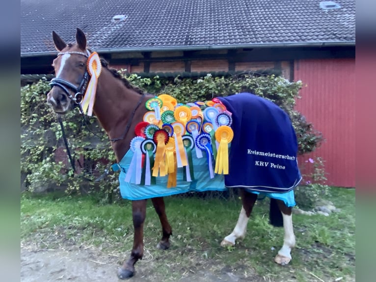 Niemiecki kuc wierzchowy Klacz 10 lat 144 cm Ciemnokasztanowata in Wendeburg