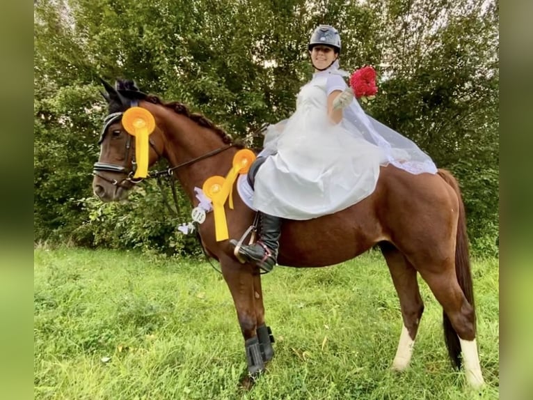 Niemiecki kuc wierzchowy Klacz 10 lat 144 cm Ciemnokasztanowata in Wendeburg