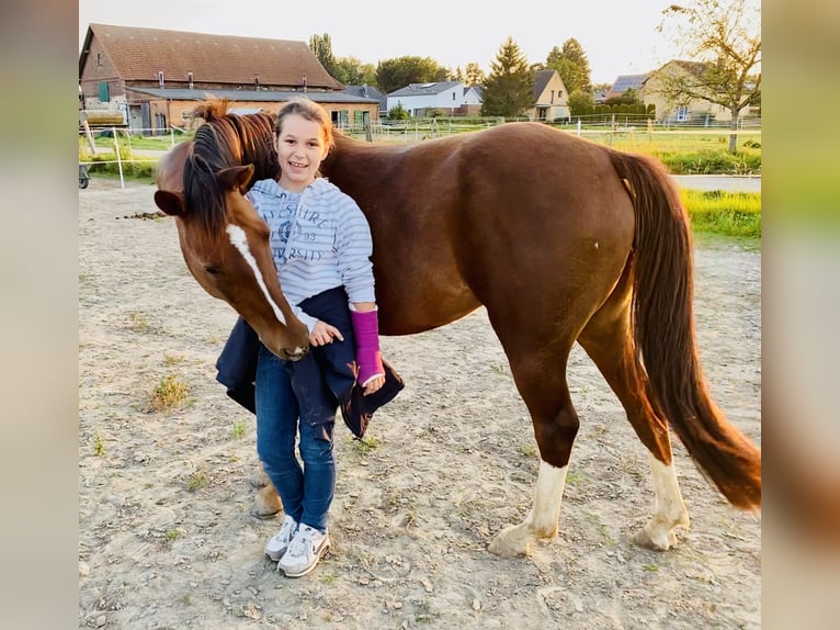 Niemiecki kuc wierzchowy Klacz 10 lat 144 cm Ciemnokasztanowata in Wendeburg