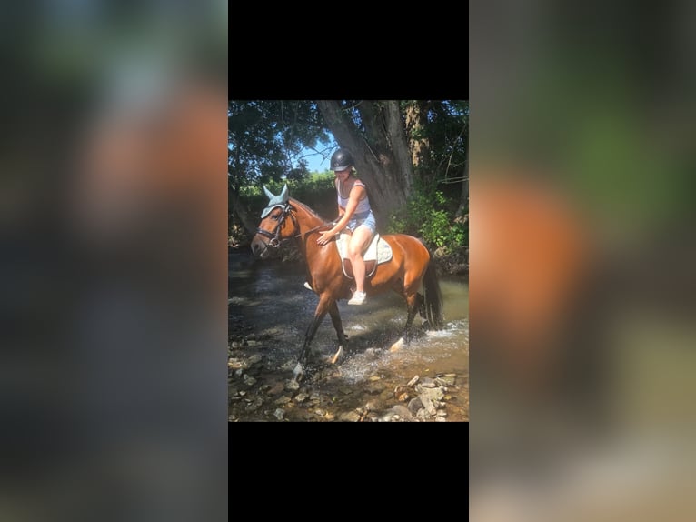 Niemiecki kuc wierzchowy Klacz 10 lat 144 cm Gniada in Weimar