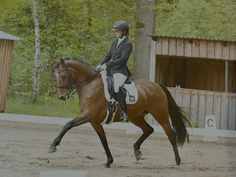 Niemiecki kuc wierzchowy Klacz 10 lat 145 cm Gniada in Soltau