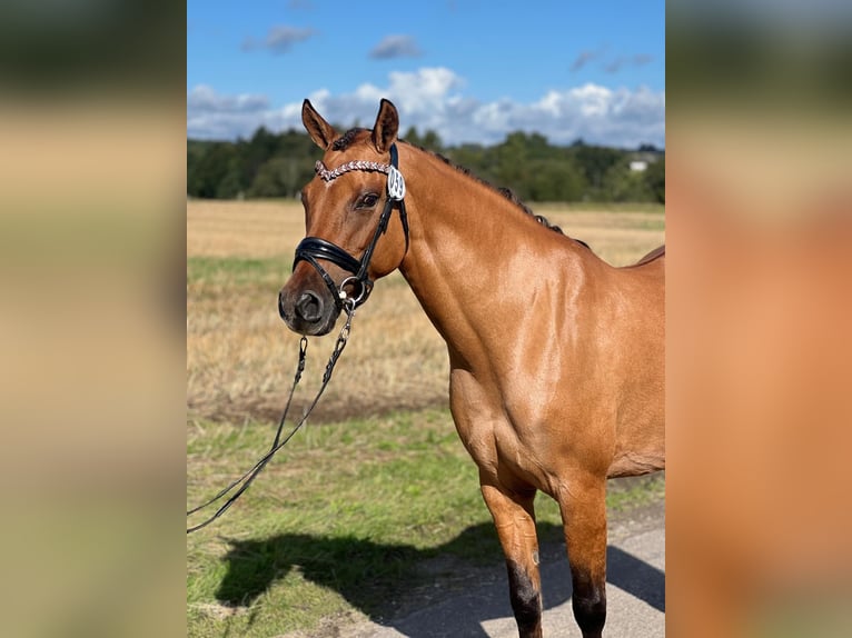 Niemiecki kuc wierzchowy Klacz 10 lat 146 cm Bułana in Ringsted