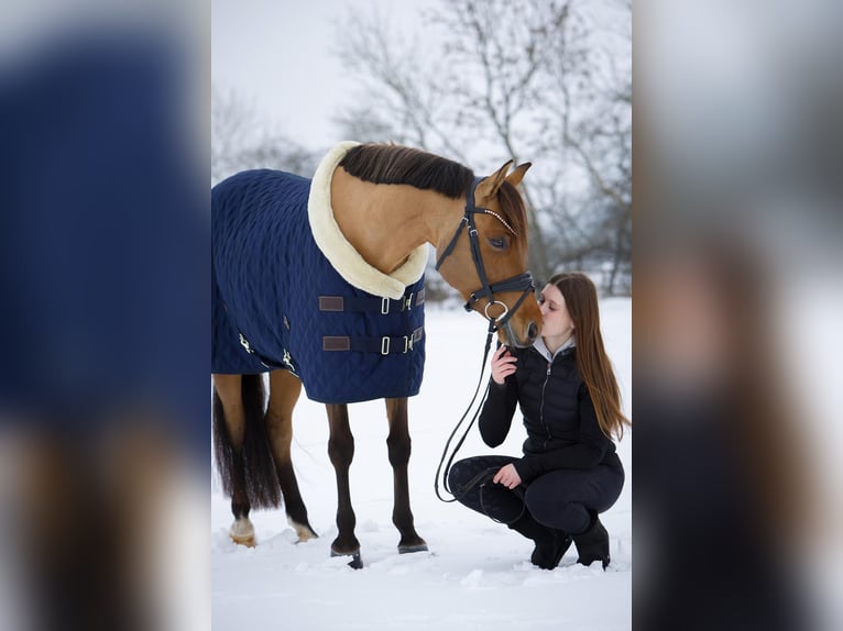 Niemiecki kuc wierzchowy Klacz 10 lat 146 cm Bułana in Ringsted