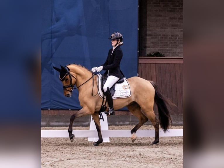 Niemiecki kuc wierzchowy Klacz 10 lat 146 cm Bułana in Ringsted