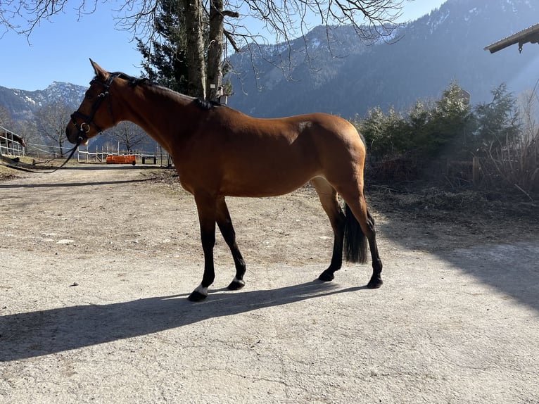 Niemiecki kuc wierzchowy Klacz 10 lat 146 cm Gniada in Bayrischzell