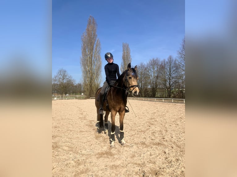 Niemiecki kuc wierzchowy Klacz 10 lat 147 cm Bułana in Altenstadt