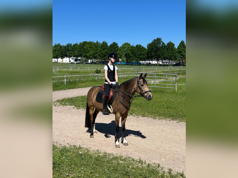 Niemiecki kuc wierzchowy Klacz 10 lat 147 cm Bułana in Altenstadt