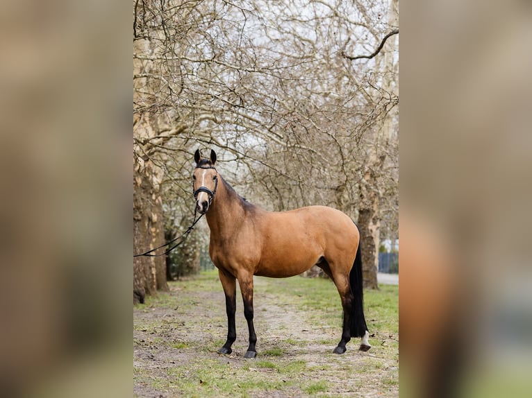 Niemiecki kuc wierzchowy Klacz 10 lat 147 cm Jelenia in Swadzim
