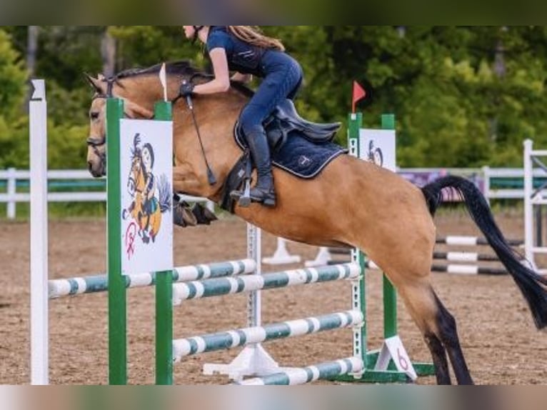Niemiecki kuc wierzchowy Klacz 10 lat 147 cm Jelenia in Swadzim