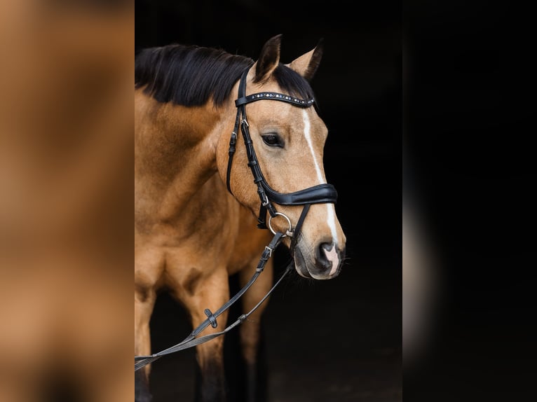 Niemiecki kuc wierzchowy Klacz 10 lat 147 cm Jelenia in Swadzim