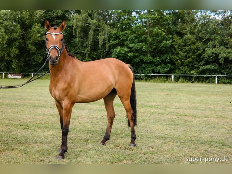 Niemiecki kuc wierzchowy Klacz 10 lat 148 cm Bułana in Laufach