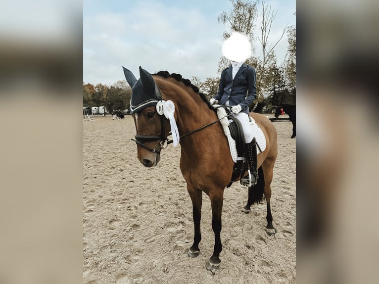 Niemiecki kuc wierzchowy Klacz 10 lat 148 cm Bułana in Laufach