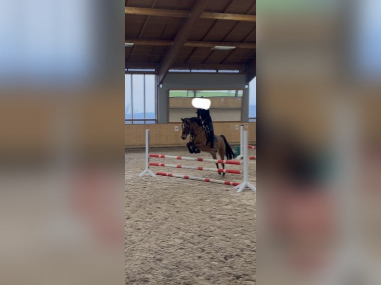 Niemiecki kuc wierzchowy Klacz 10 lat 148 cm Bułana in Laufach
