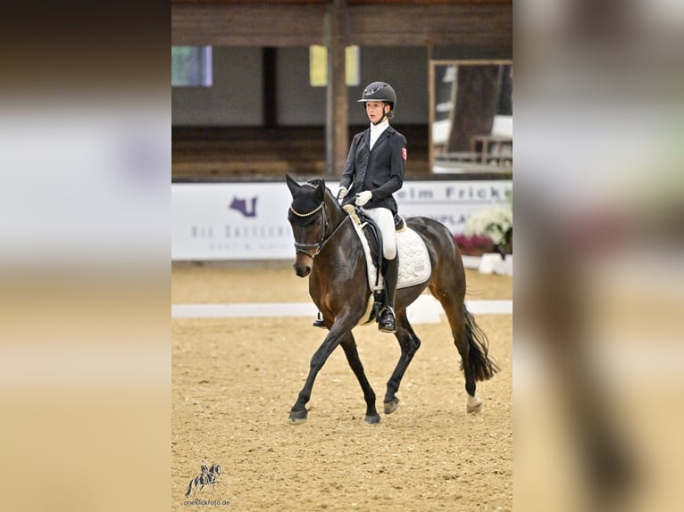 Niemiecki kuc wierzchowy Klacz 10 lat 148 cm Ciemnogniada in Haltern am See