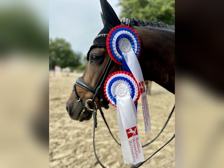 Niemiecki kuc wierzchowy Klacz 10 lat 148 cm Ciemnogniada in Haltern am See