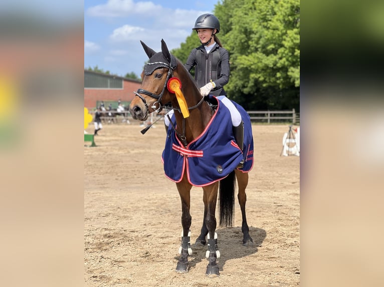 Niemiecki kuc wierzchowy Klacz 10 lat 148 cm Gniada in Großenkneten
