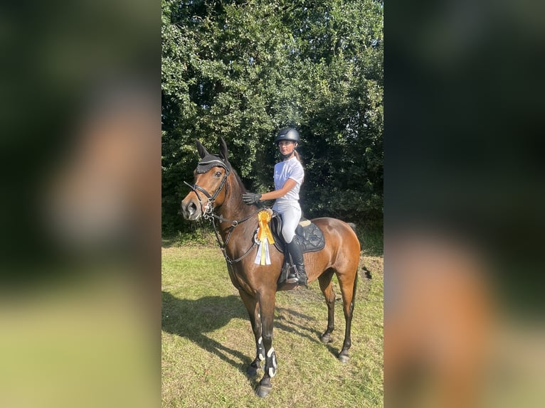 Niemiecki kuc wierzchowy Klacz 10 lat 148 cm Gniada in Großenkneten