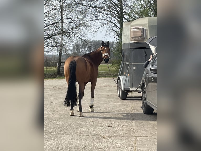 Niemiecki kuc wierzchowy Klacz 10 lat 148 cm Gniada in Südlohn