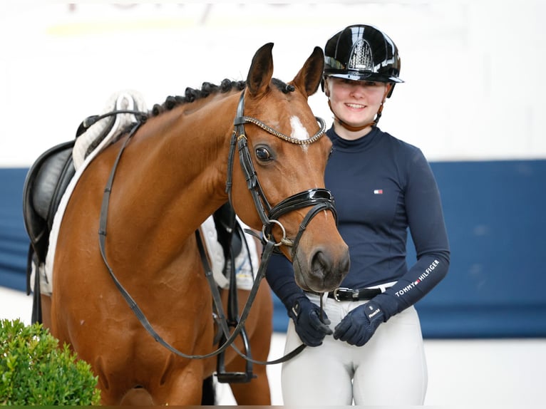 Niemiecki kuc wierzchowy Klacz 10 lat 148 cm Gniada in Marsberg