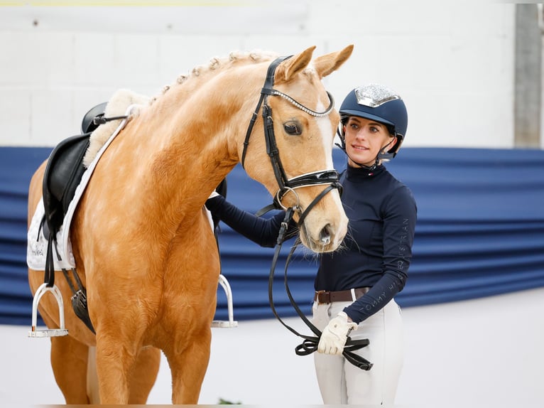 Niemiecki kuc wierzchowy Klacz 10 lat 148 cm Izabelowata in Marsberg