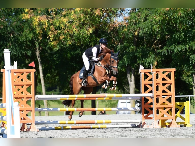 Niemiecki kuc wierzchowy Klacz 10 lat 148 cm Kasztanowata in Burgauberg