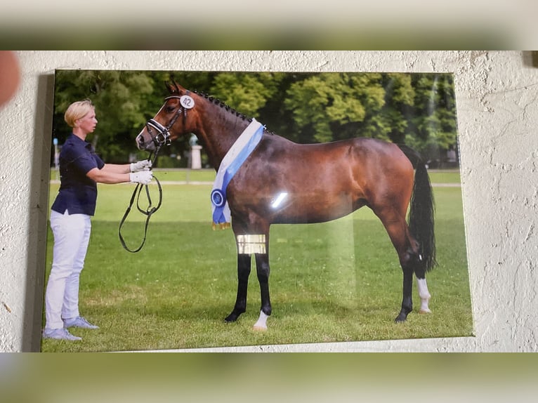 Niemiecki kuc wierzchowy Klacz 10 lat 148 cm Skarogniada in Aichach