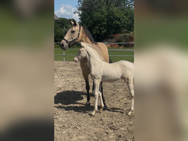 Niemiecki kuc wierzchowy Klacz 10 lat 150 cm Jelenia in Hamburg Uhlenhorst