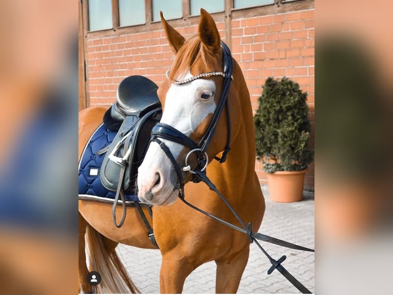 Niemiecki kuc wierzchowy Klacz 10 lat 150 cm Kasztanowata in Lippetal