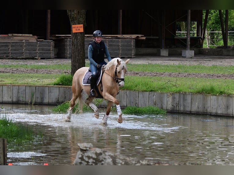 Niemiecki kuc wierzchowy Klacz 10 lat 152 cm Izabelowata in Ennigerloh