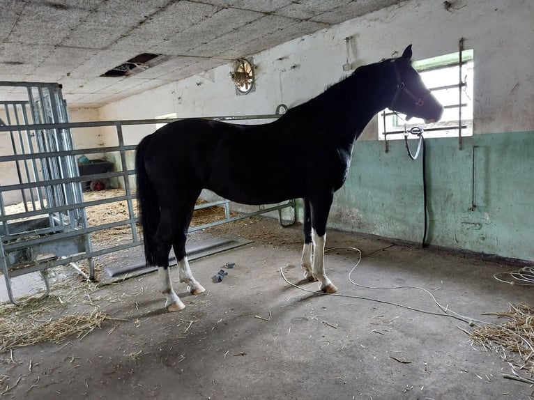 Niemiecki kuc wierzchowy Klacz 10 lat 152 cm Kara in Schwarme