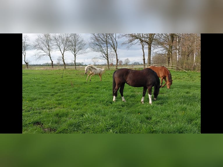 Niemiecki kuc wierzchowy Klacz 10 lat 152 cm Kara in Schwarme