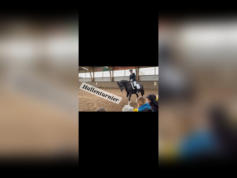 Niemiecki kuc wierzchowy Klacz 10 lat 152 cm Kara in Schwarme