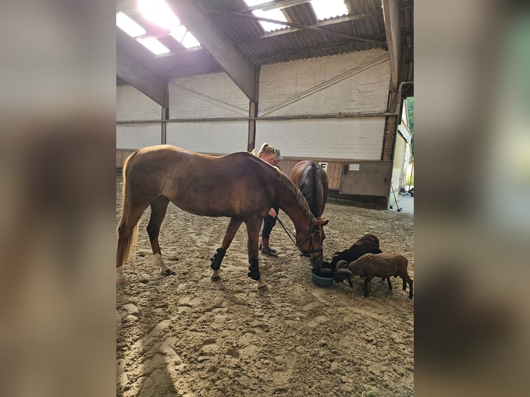 Niemiecki kuc wierzchowy Klacz 10 lat 153 cm Ciemnokasztanowata in Essen