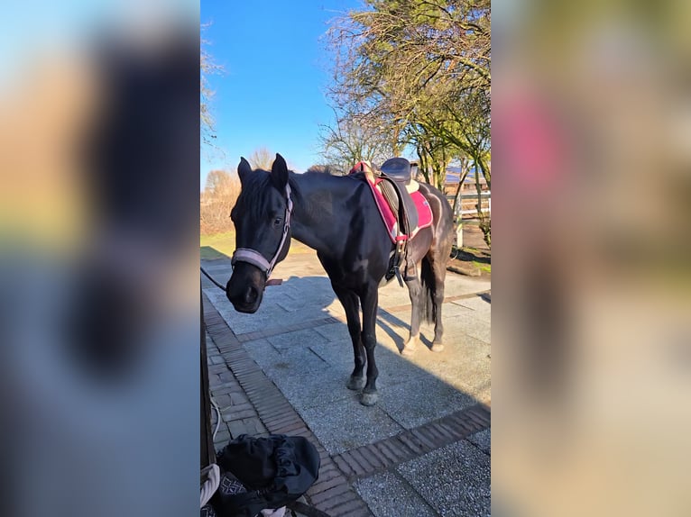 Niemiecki kuc wierzchowy Klacz 10 lat 160 cm Kara in Beckum