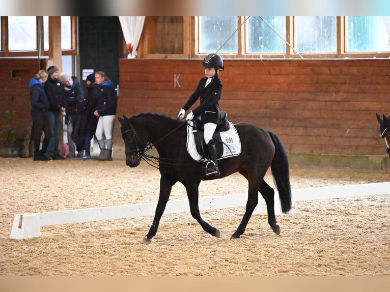 Niemiecki kuc wierzchowy Klacz 11 lat 136 cm Ciemnogniada in Lüdinghausen