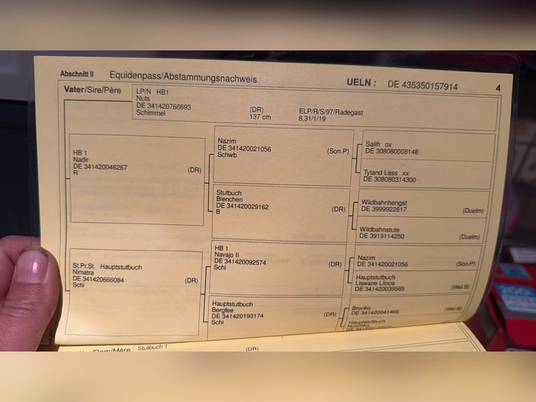 Niemiecki kuc wierzchowy Klacz 11 lat 137 cm Siwa jabłkowita in Kettenkamp
