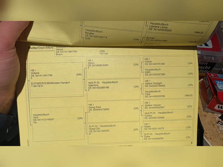 Niemiecki kuc wierzchowy Klacz 11 lat 137 cm Siwa jabłkowita in Kettenkamp