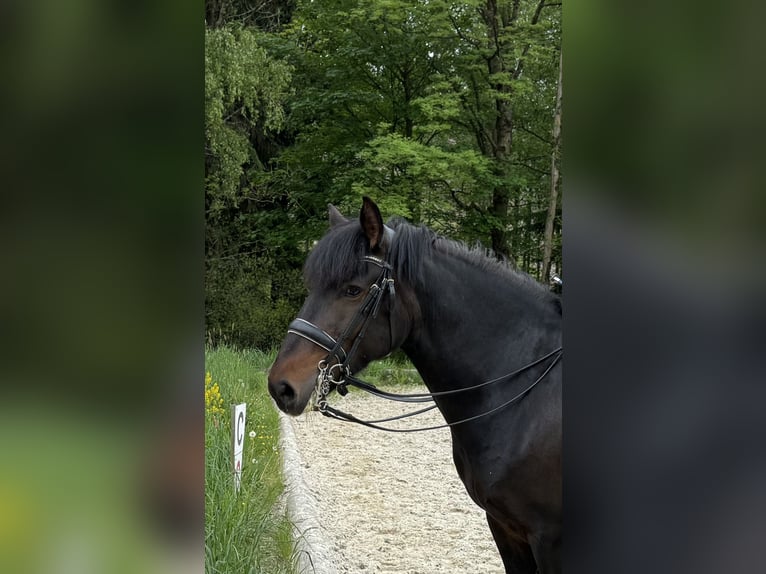 Niemiecki kuc wierzchowy Mix Klacz 11 lat 140 cm Skarogniada in St. Thomas am Blasenstein