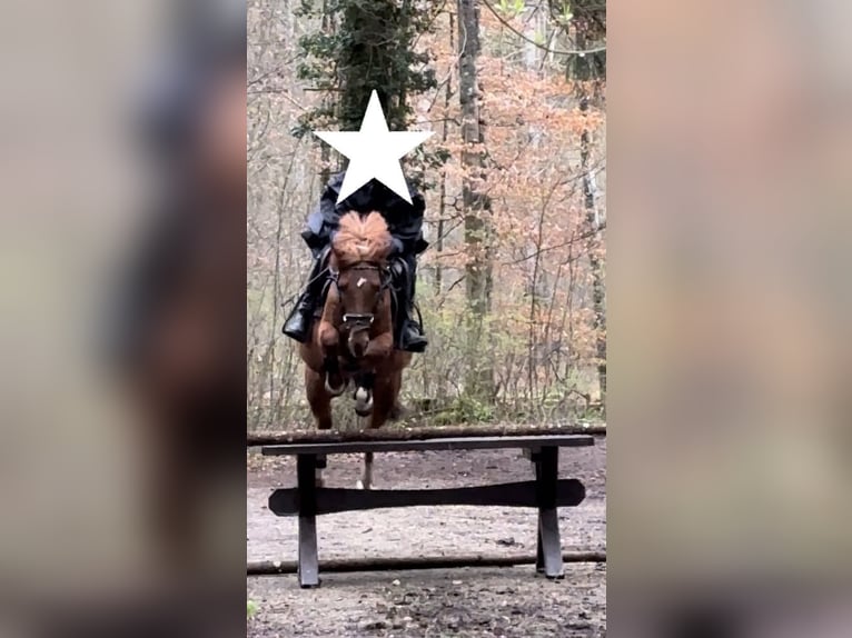 Niemiecki kuc wierzchowy Klacz 11 lat 143 cm Kasztanowata in Niederschönenfeld