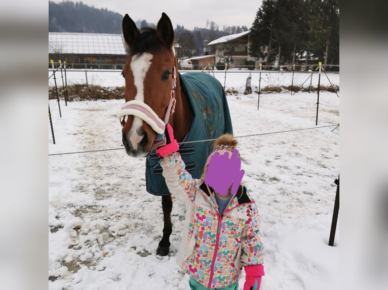 Niemiecki kuc wierzchowy Klacz 11 lat 145 cm Gniada in Kufstein