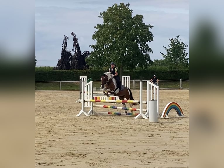 Niemiecki kuc wierzchowy Mix Klacz 11 lat 145 cm Srokata in Beckum