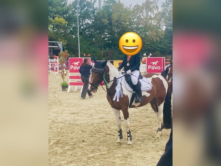 Niemiecki kuc wierzchowy Mix Klacz 11 lat 145 cm Srokata in Beckum