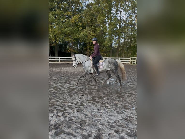 Niemiecki kuc wierzchowy Klacz 11 lat 146 cm Siwa jabłkowita in Rhede