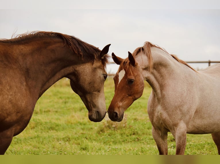 Niemiecki kuc wierzchowy Klacz 11 lat 147 cm Kasztanowatodereszowata in Gudensberg