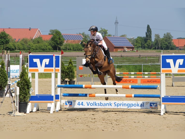 Niemiecki kuc wierzchowy Klacz 11 lat 148 cm Bułana in Ennigerloh