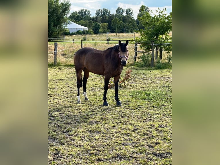 Niemiecki kuc wierzchowy Klacz 11 lat 148 cm Bułana in Ennigerloh